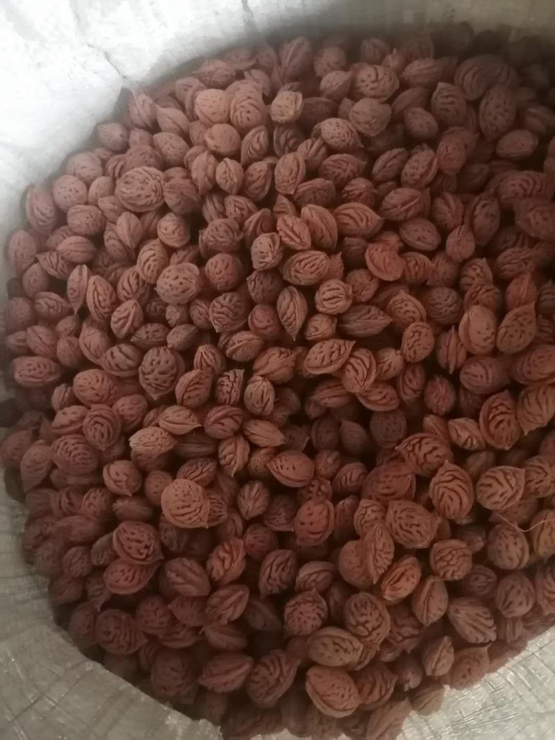 毛桃种子，毛桃胡，嫁接桃树用