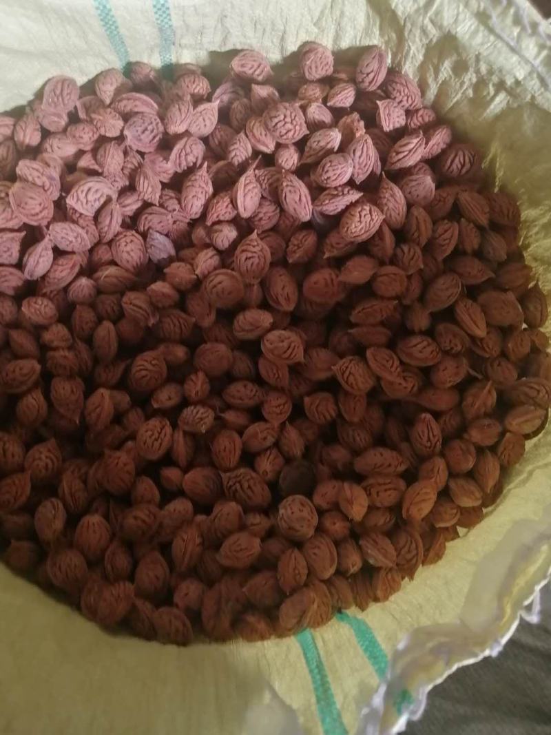 毛桃种子，毛桃胡，嫁接桃树用