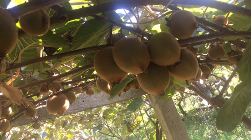 周至秦岭绿心猕猴桃种植基地