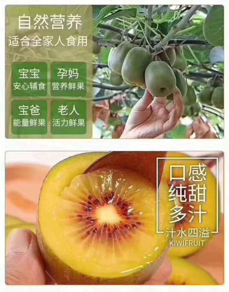 有机水果食品，红心弥猴桃
