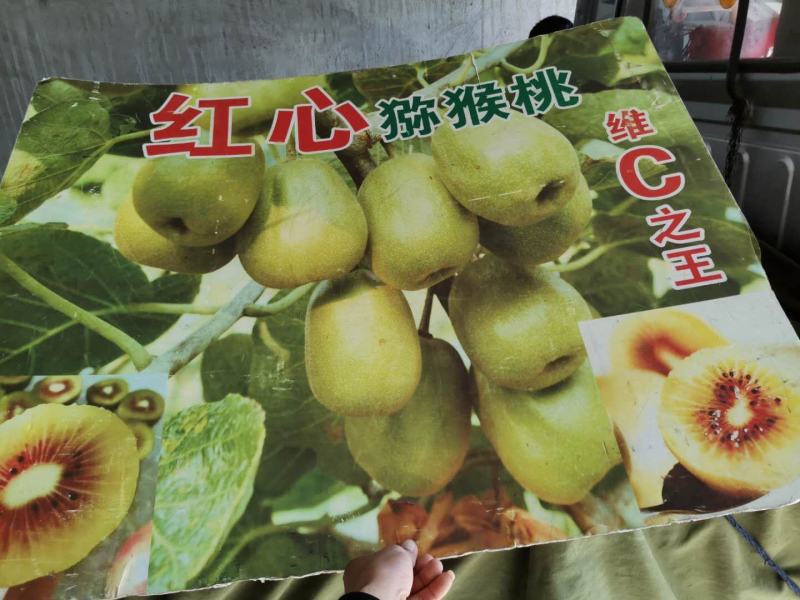 有机水果食品，红心弥猴桃