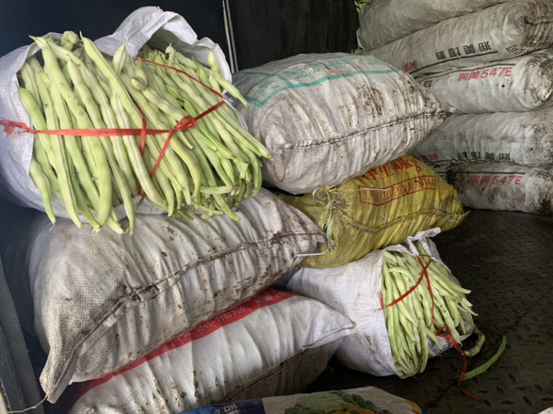 大蓬各种豆角就要上市，有需要的可以联系