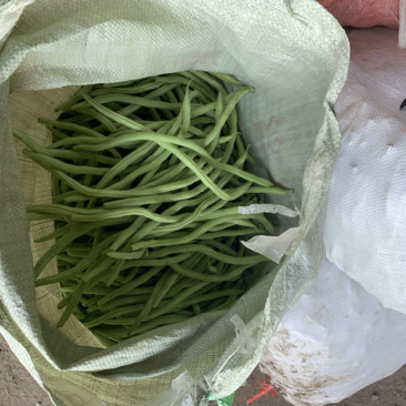 大蓬各种豆角就要上市，有需要的可以联系