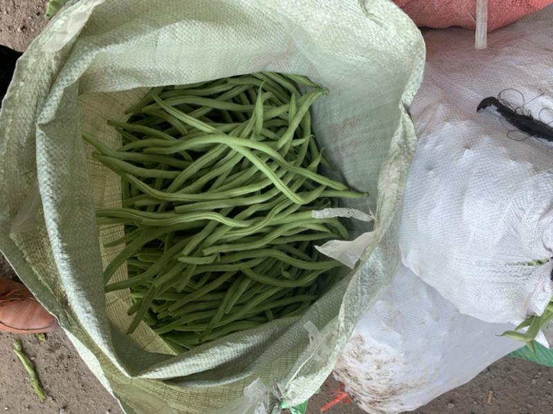 大蓬各种豆角就要上市，有需要的可以联系