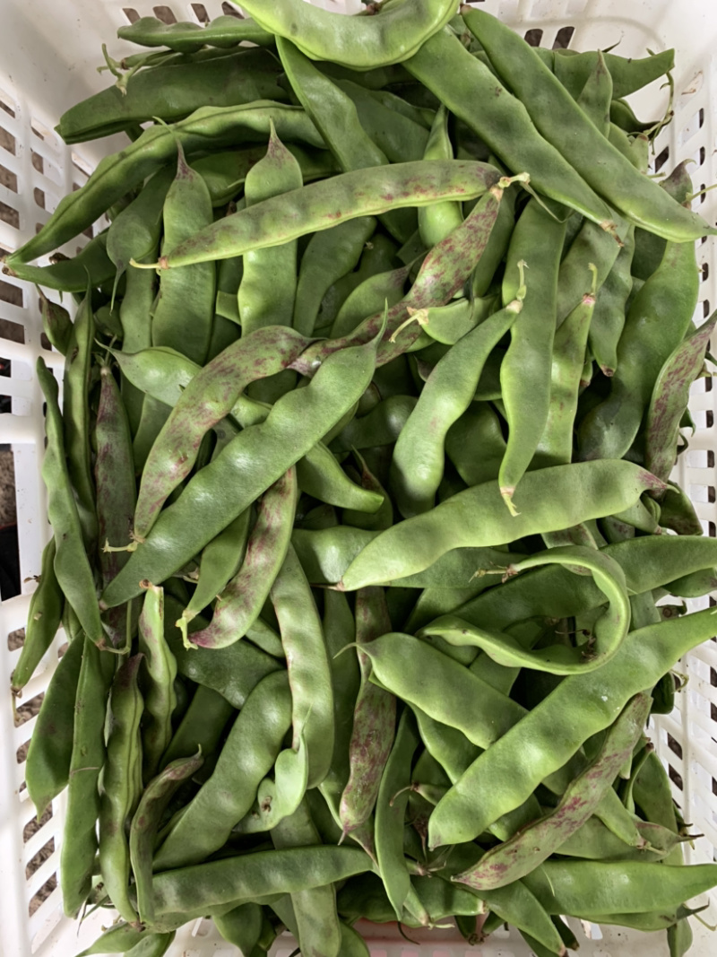 大蓬各种豆角就要上市，有需要的可以联系