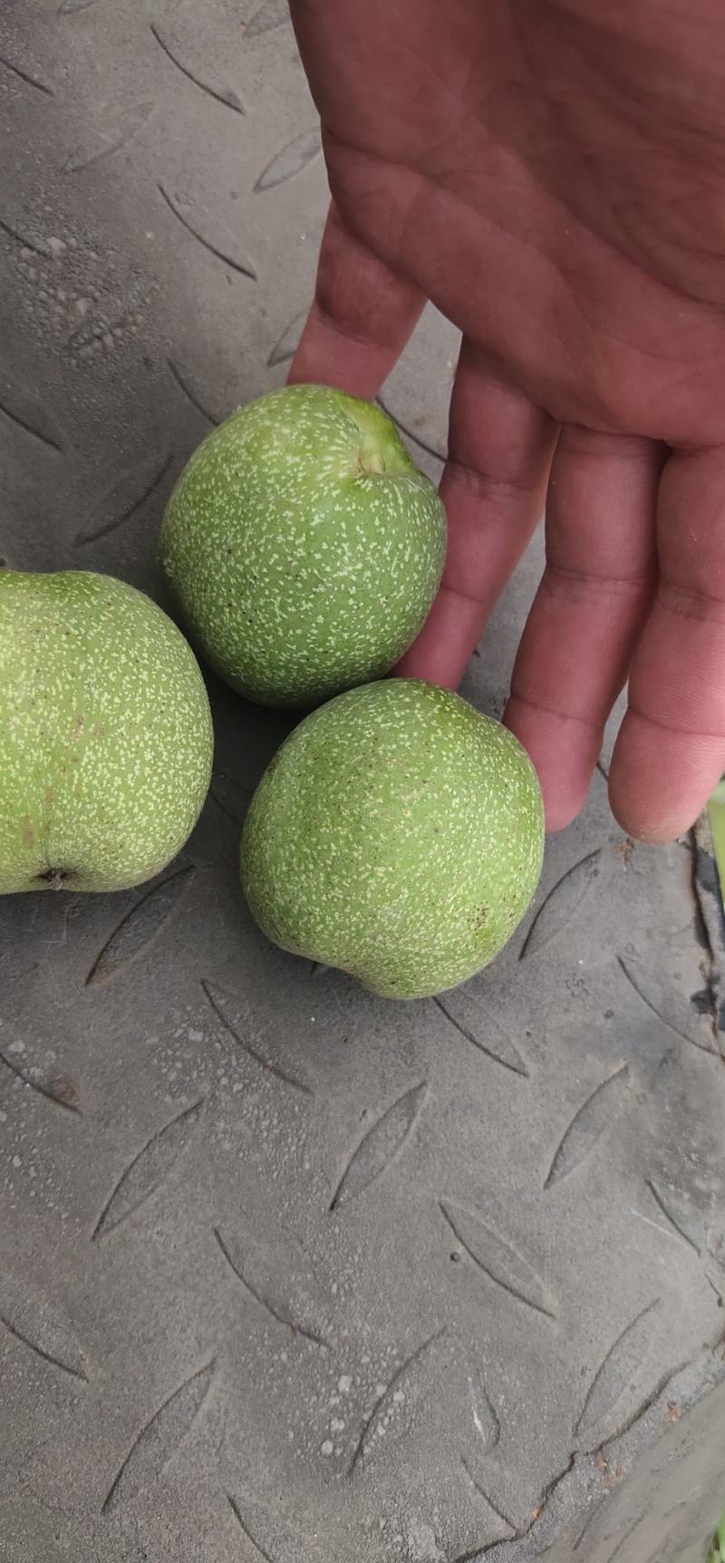 青皮核桃河北石家庄灵寿县