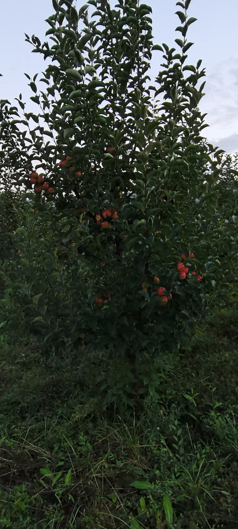 123苹果，黄太平（沙果）