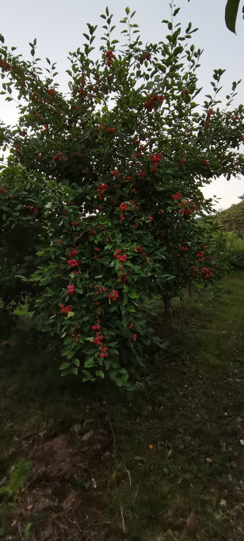 123苹果，黄太平（沙果）