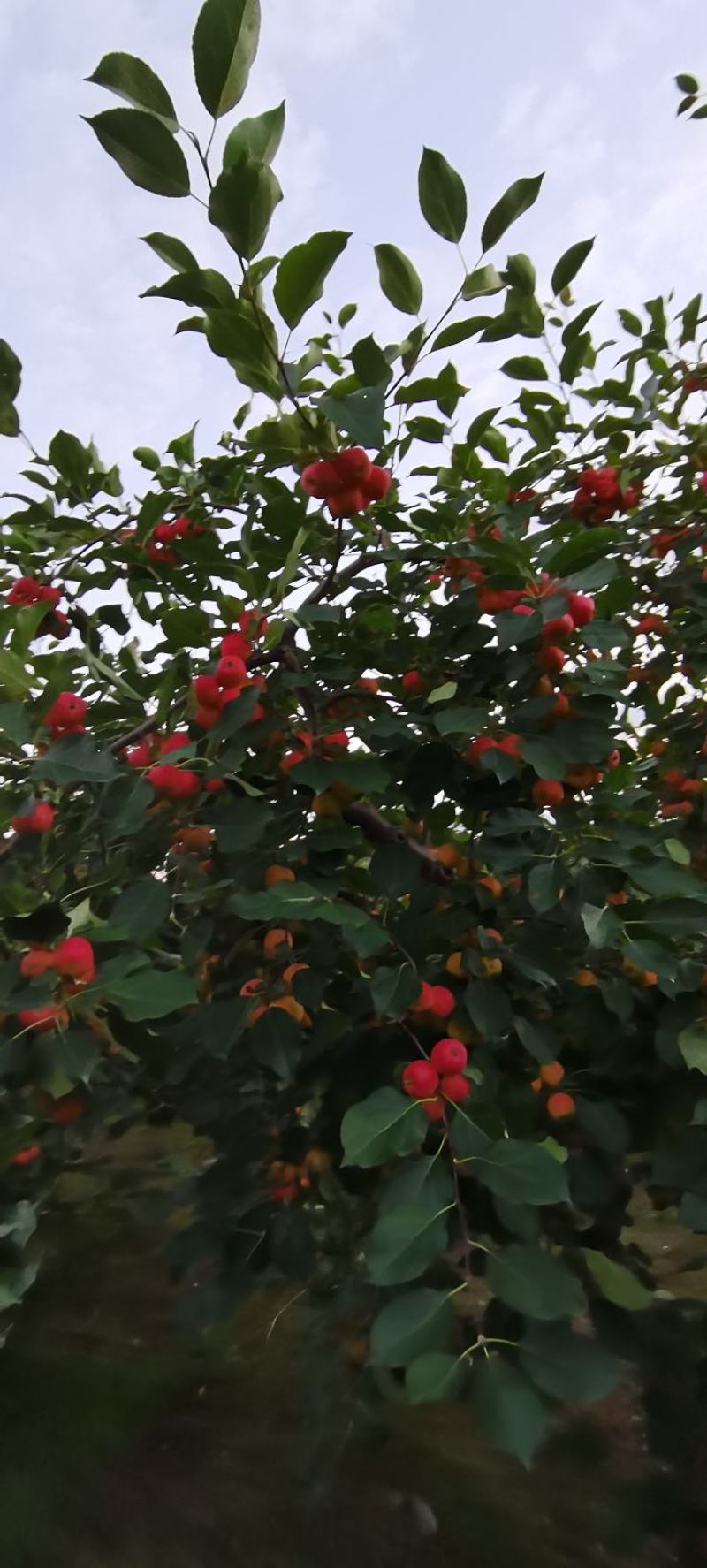 123苹果，黄太平（沙果）