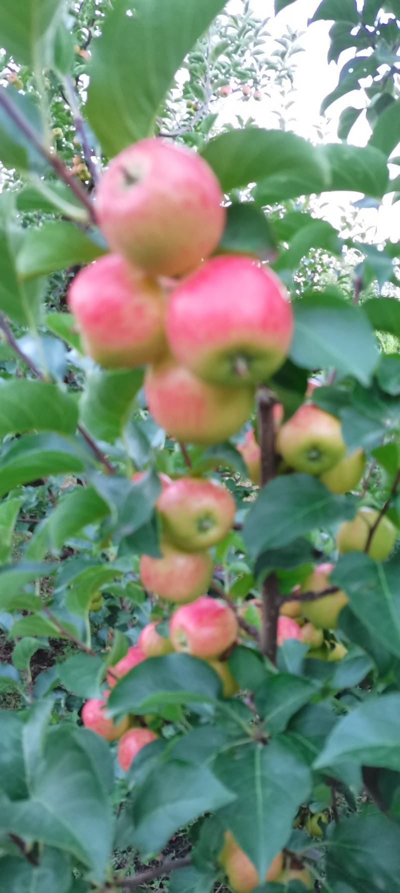 123苹果，黄太平（沙果）