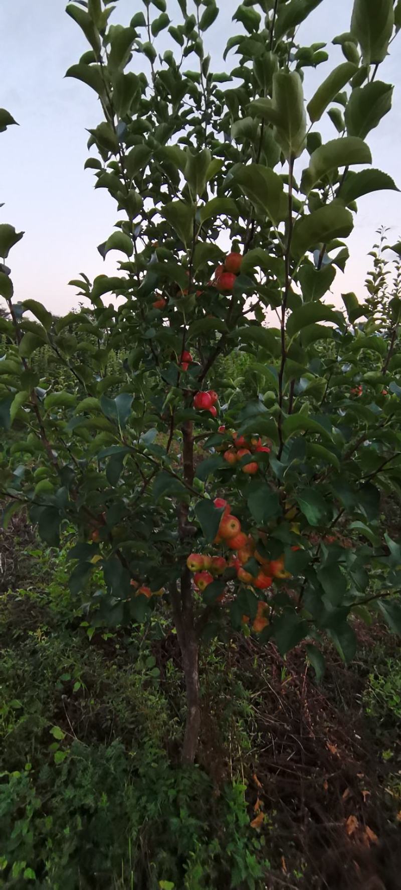 123苹果，黄太平（沙果）
