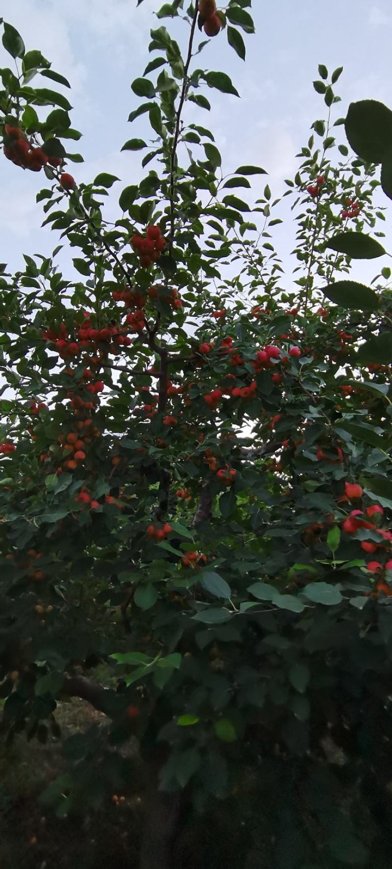 123苹果，黄太平（沙果）