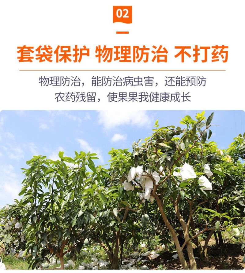 攀枝花特产水果中的bos凯特