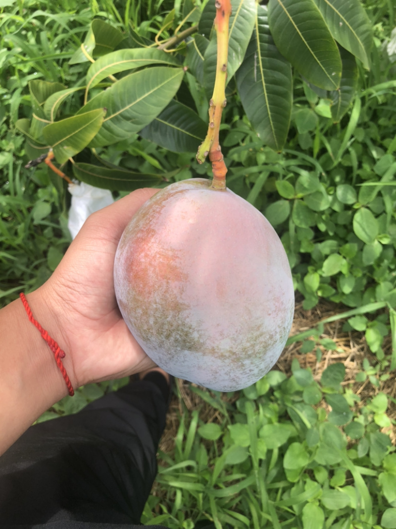 攀枝花特产水果中的bos凯特