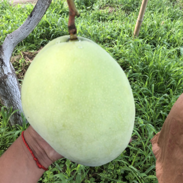 攀枝花特产水果中的bos凯特