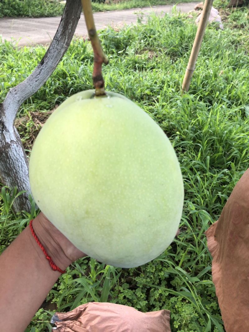 攀枝花特产水果中的bos凯特
