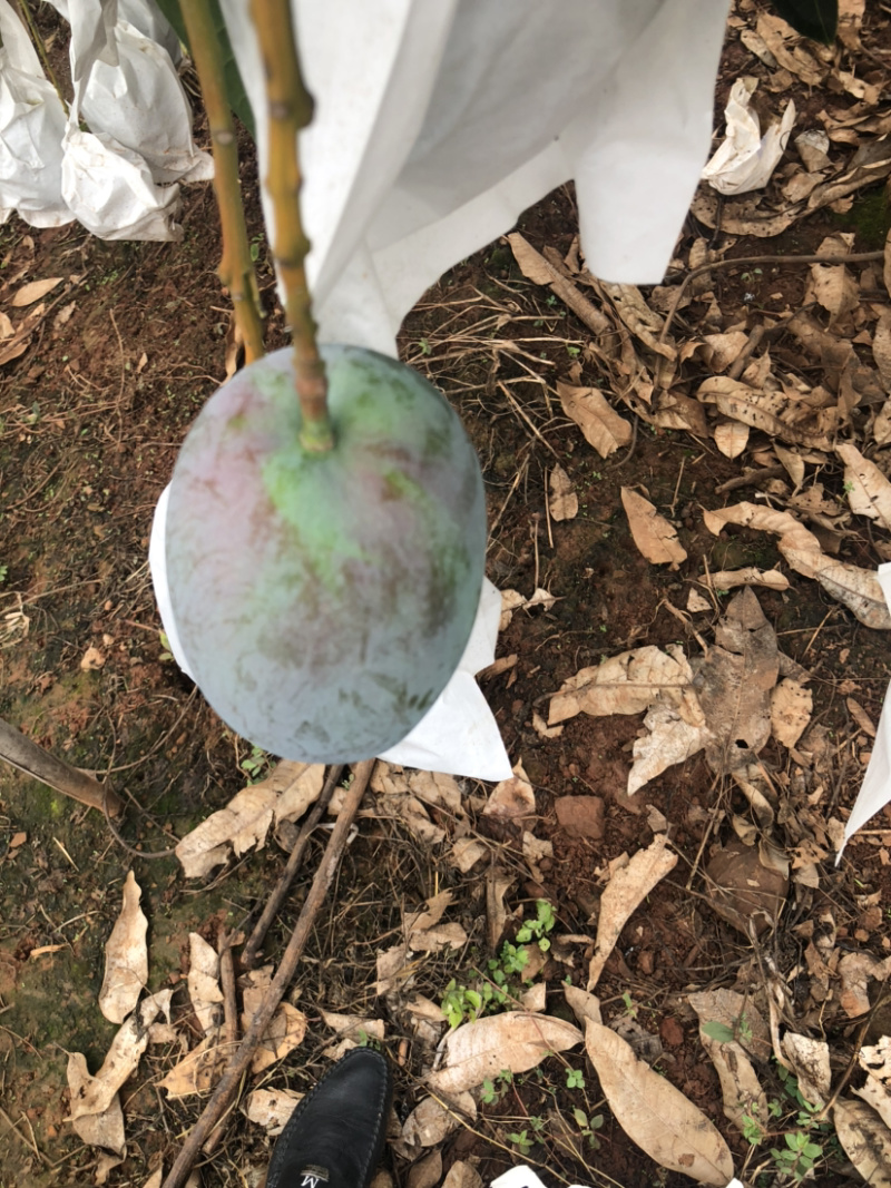 攀枝花特产水果中的bos凯特