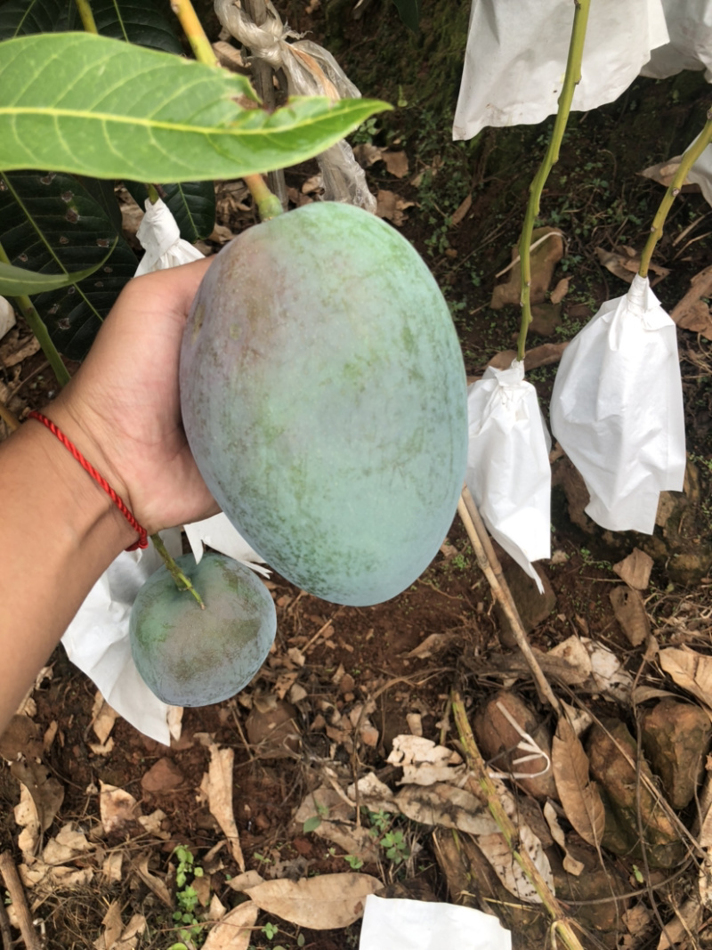 攀枝花特产水果中的bos凯特