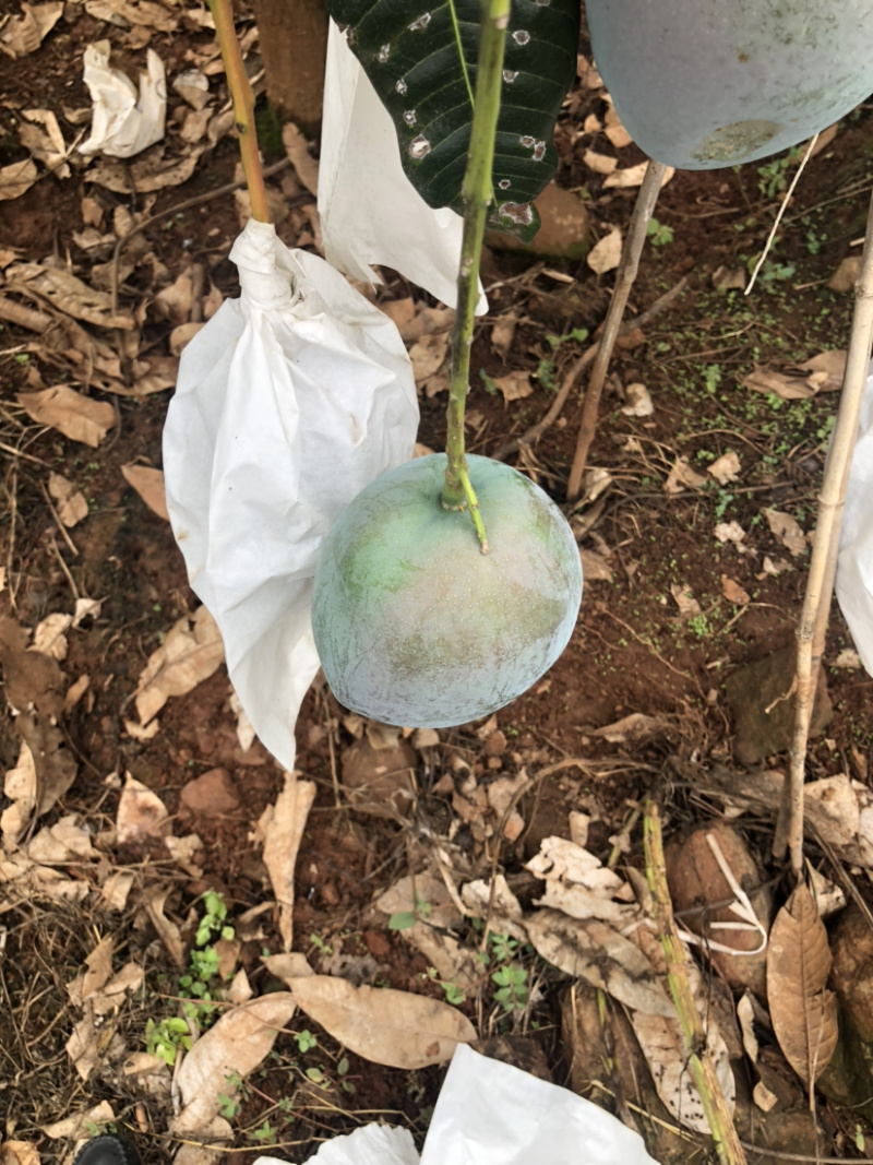 攀枝花特产水果中的bos凯特