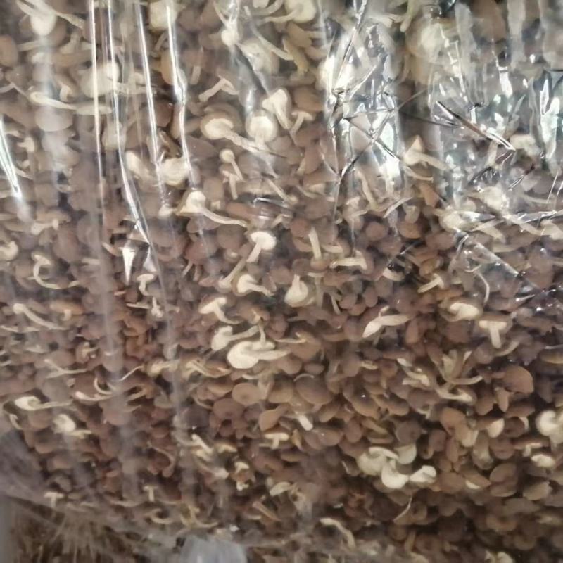 五号菇茶树菇不开伞全国批发包邮