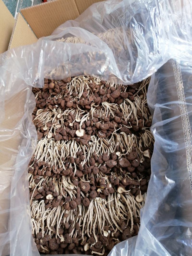 五号菇茶树菇不开伞全国批发包邮