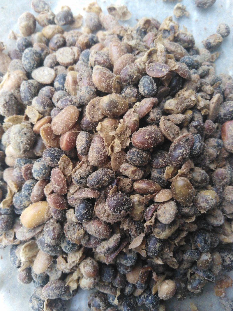 发酵大豆深度发酵富含芳香风味物质，提高品质与产量!