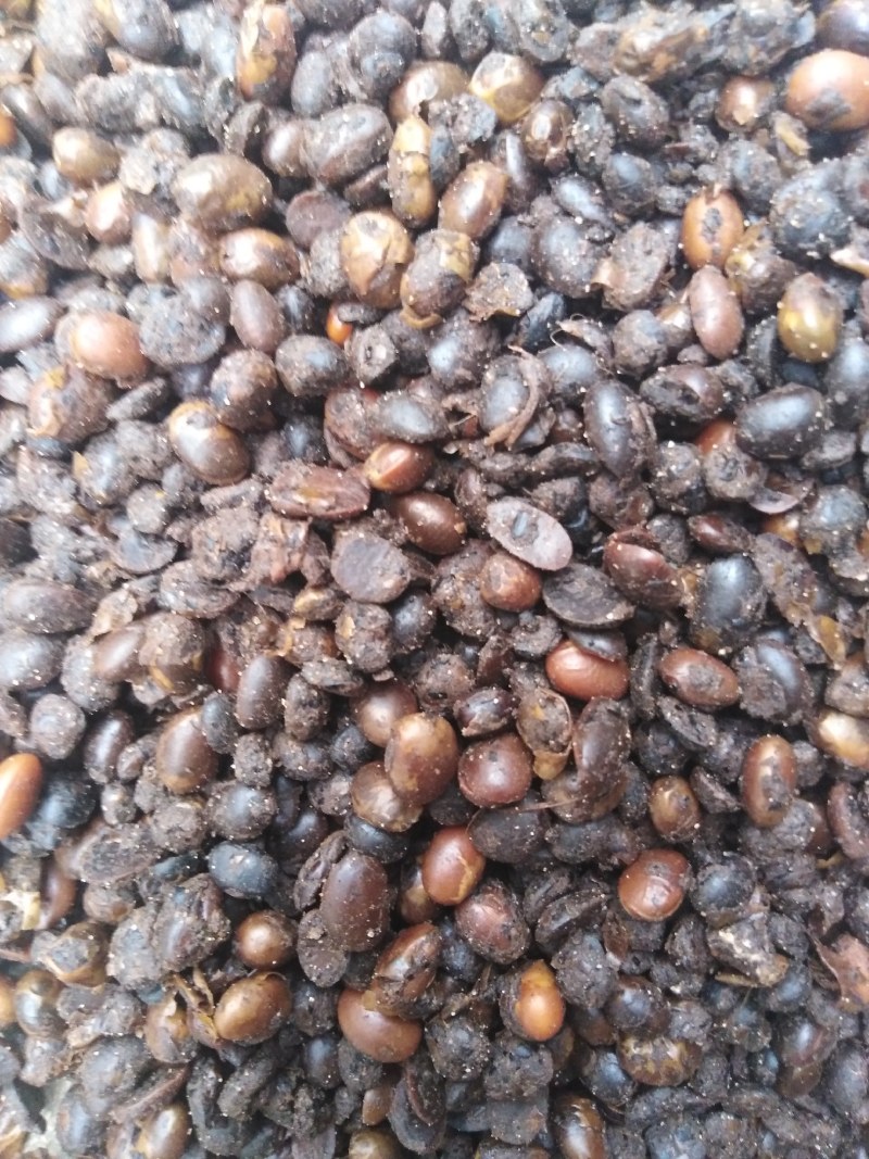 发酵大豆深度发酵富含芳香风味物质，提高品质与产量!