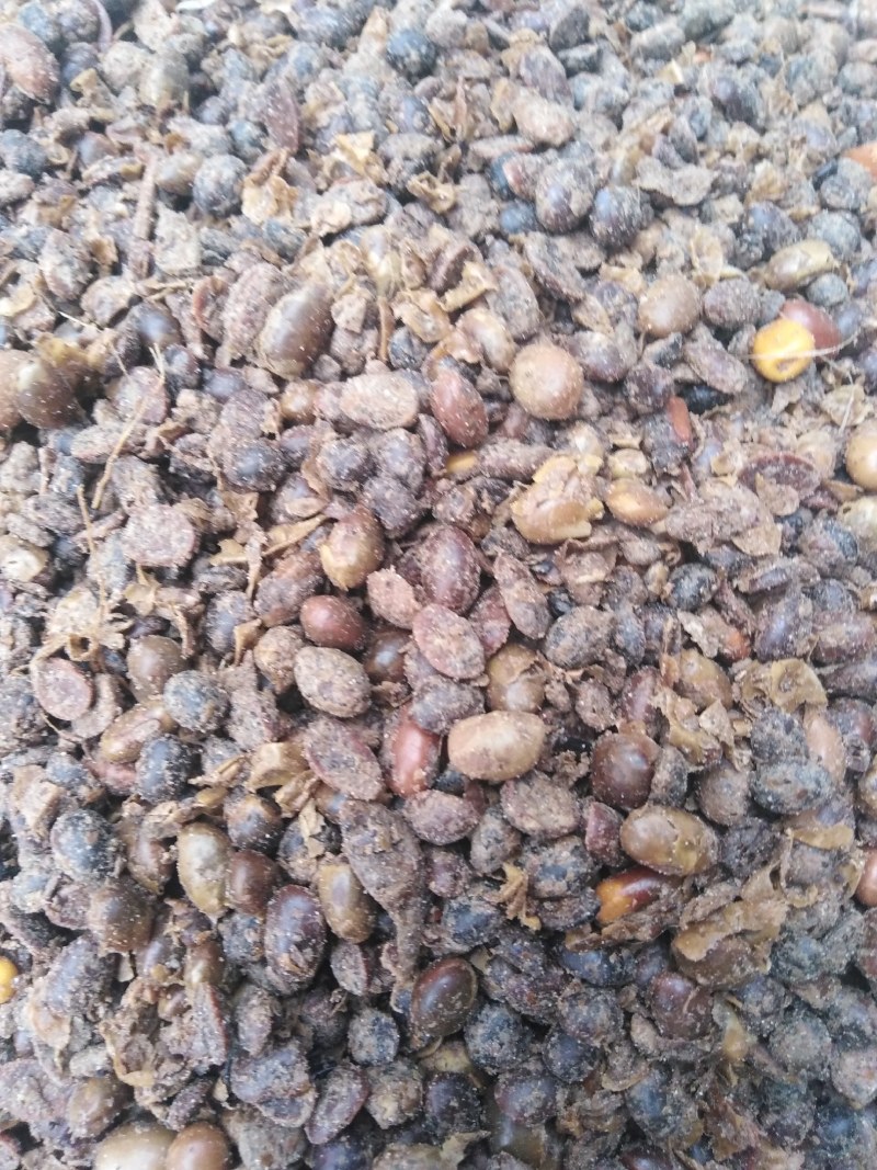 发酵大豆深度发酵富含芳香风味物质，提高品质与产量!
