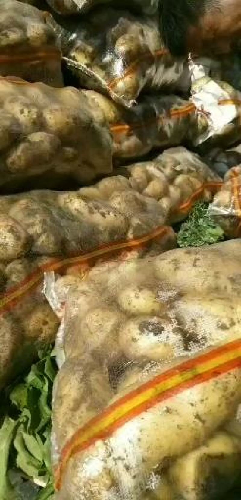 河北土豆-v7土豆大量出货中支持干洗水洗精包全国发货