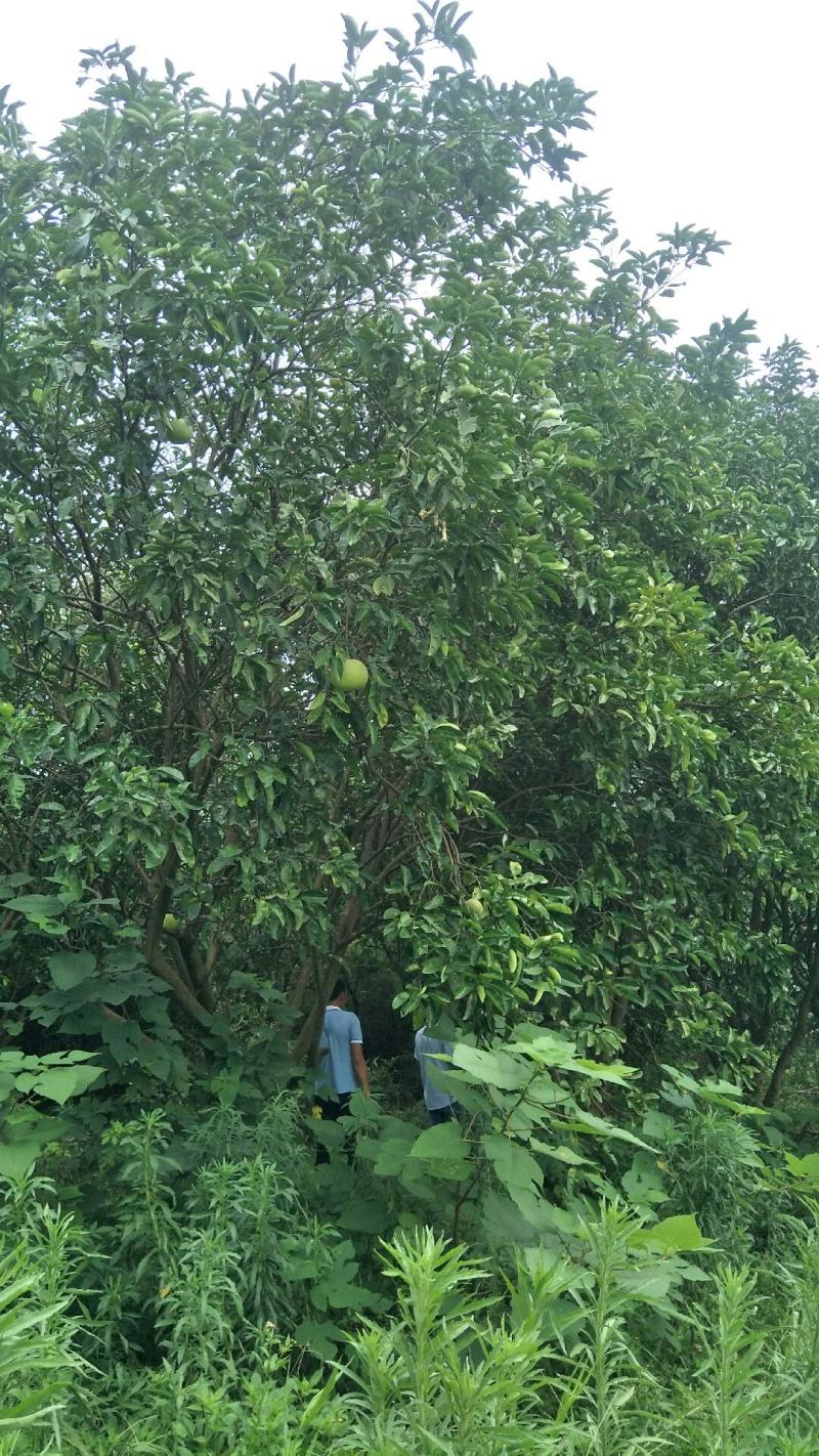 柚子树地径8-20公分
