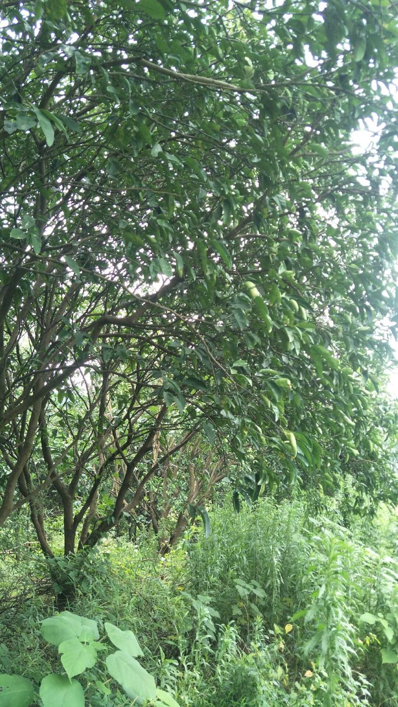 柚子树地径8-20公分
