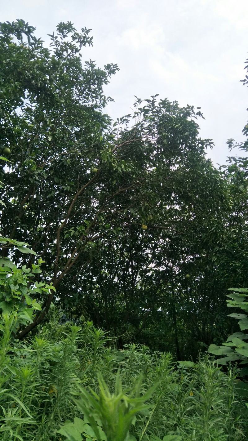 柚子树地径8-20公分
