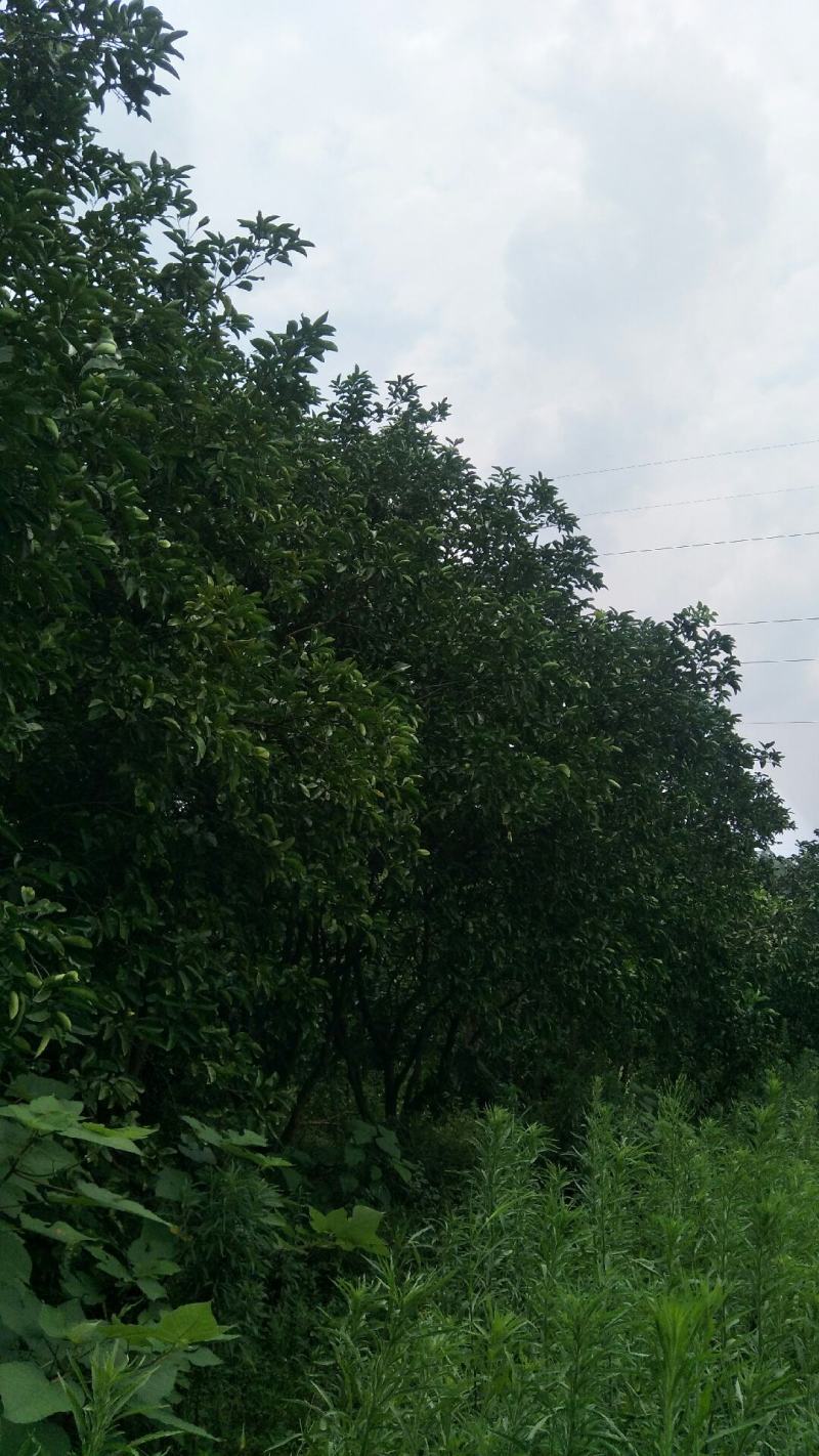 柚子树地径8-20公分