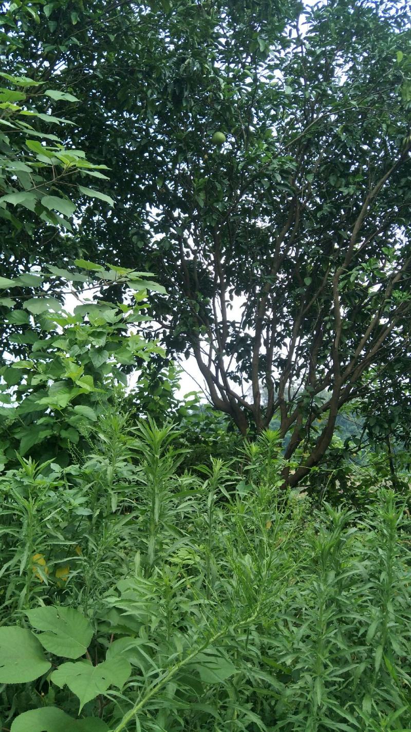 柚子树地径8-20公分