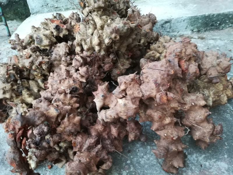 金刚刺金刚头菝葜