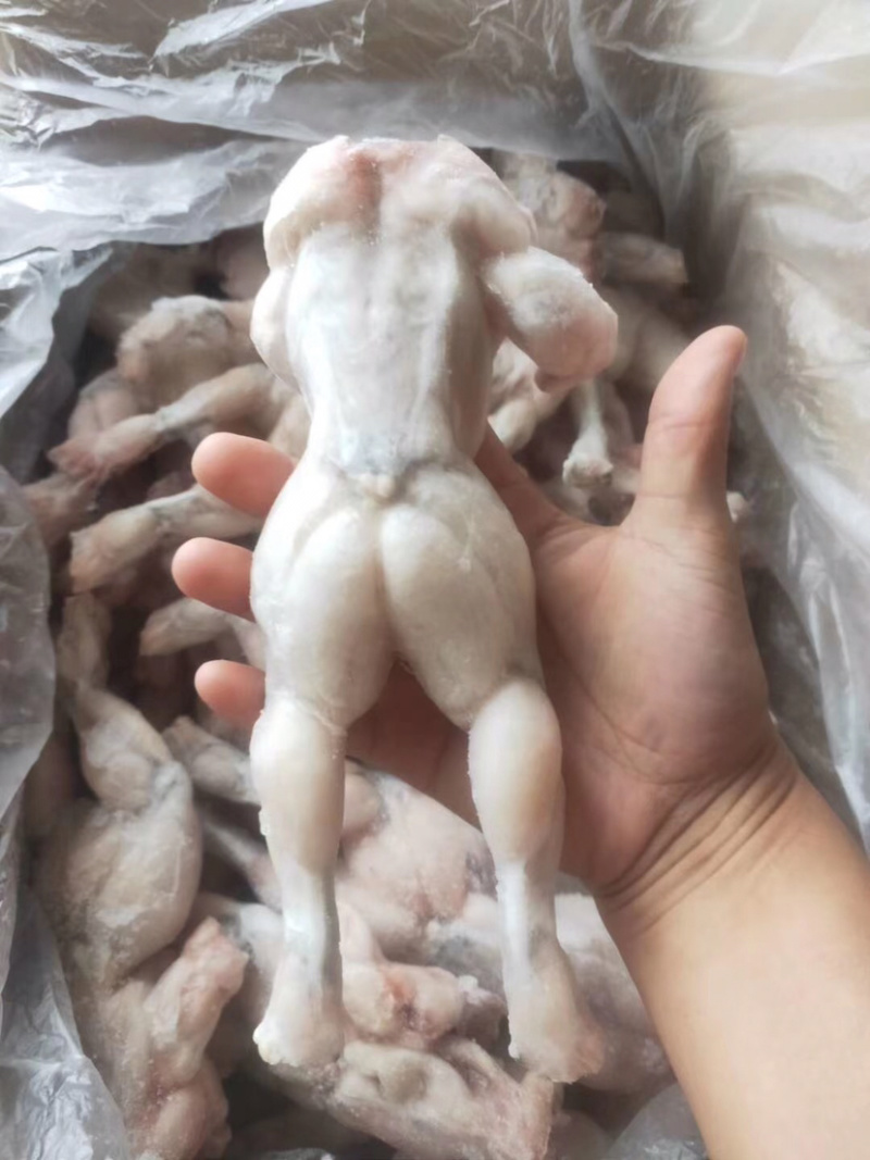 特级大牛蛙去皮去内脏牛蛙量大从优田鸡肉