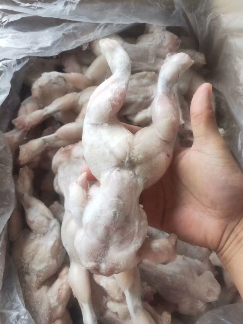 特级大牛蛙去皮去内脏牛蛙量大从优田鸡肉
