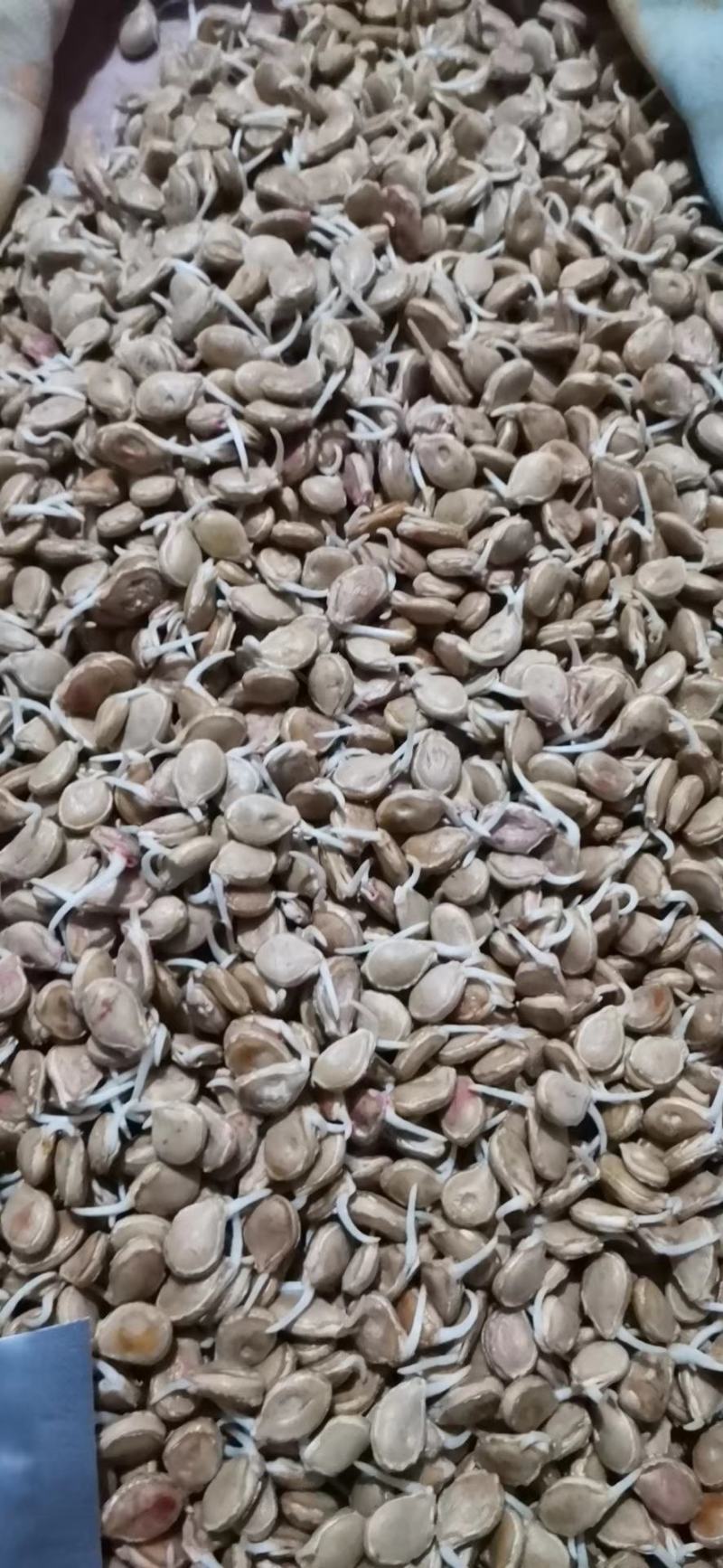 长期专业特供台湾土南瓜