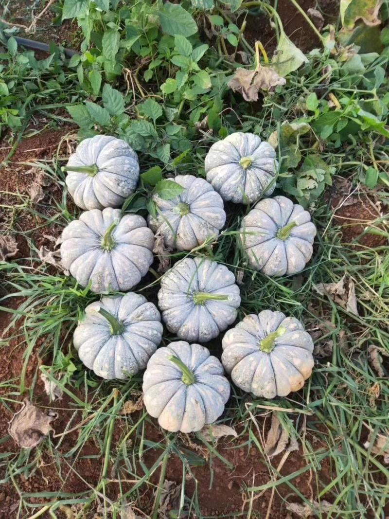 长期专业特供台湾土南瓜