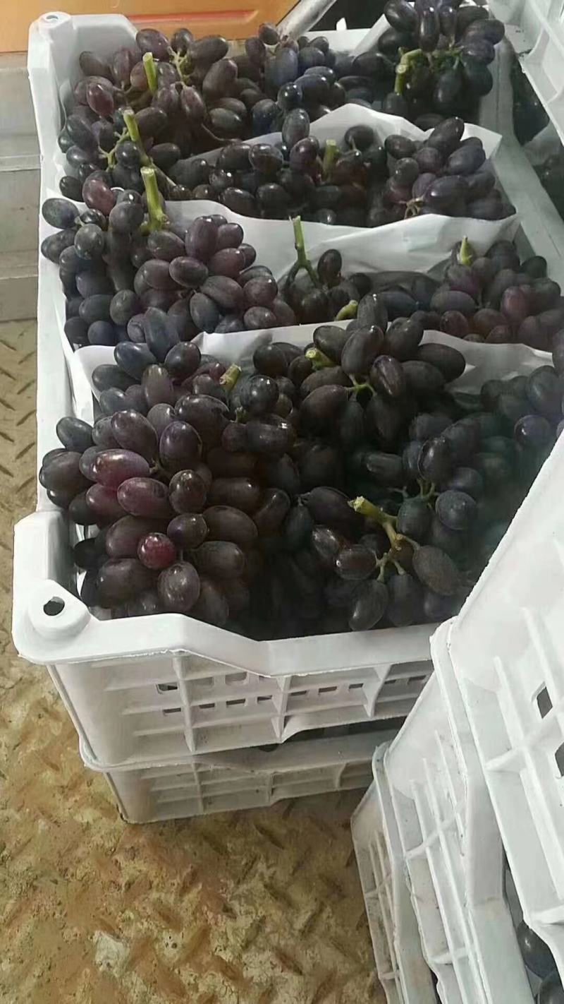 饶阳紫甜无核A17-规格齐全产地直销-质量保障欢迎选购