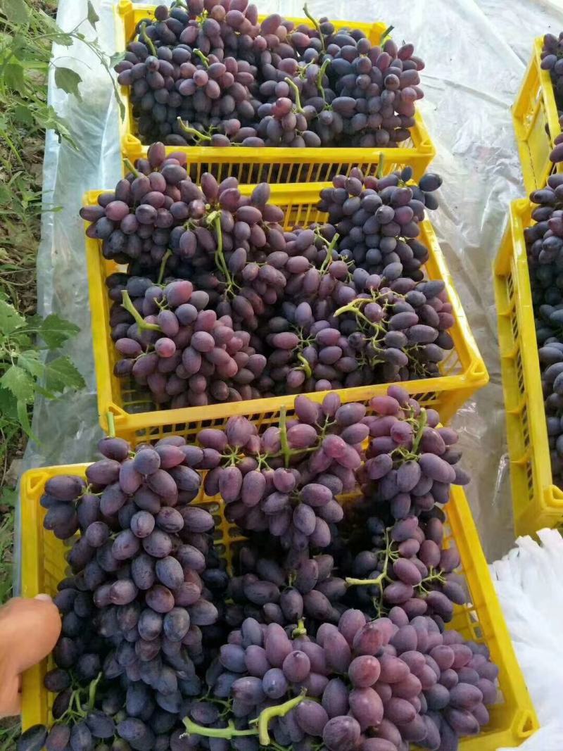 饶阳紫甜无核A17-规格齐全产地直销-质量保障欢迎选购