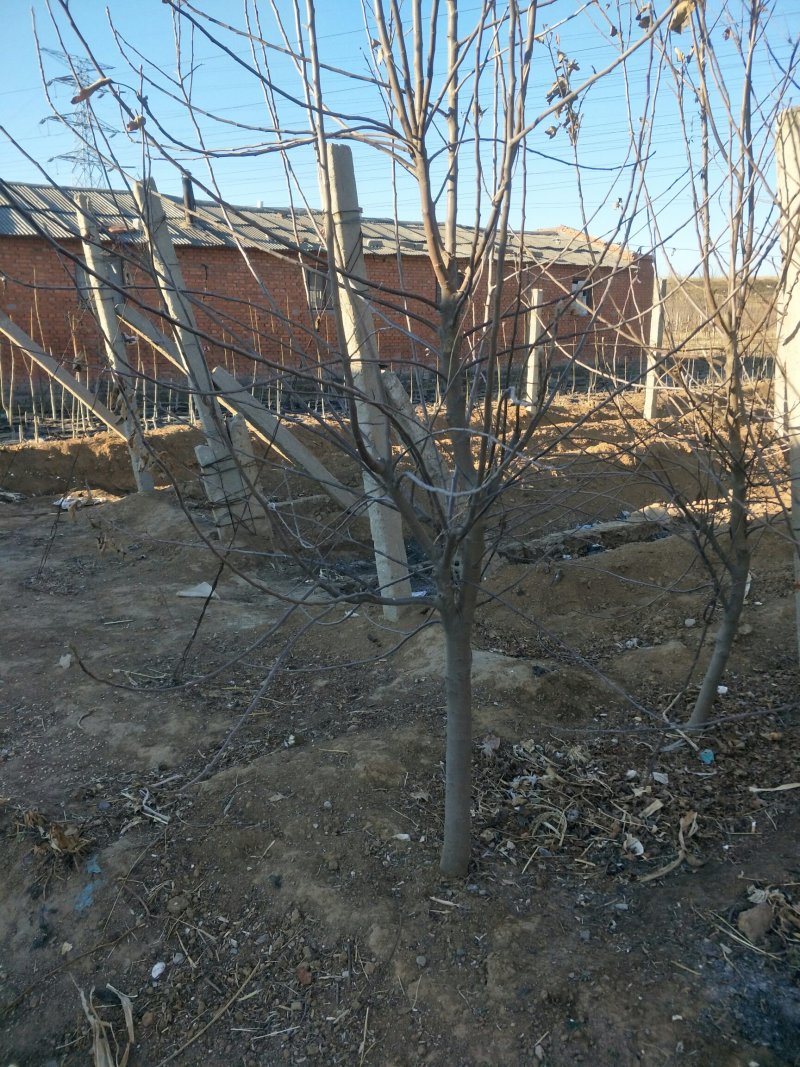 苹果树，苹果苗，红富士，寒富，黄金，国光，金红。