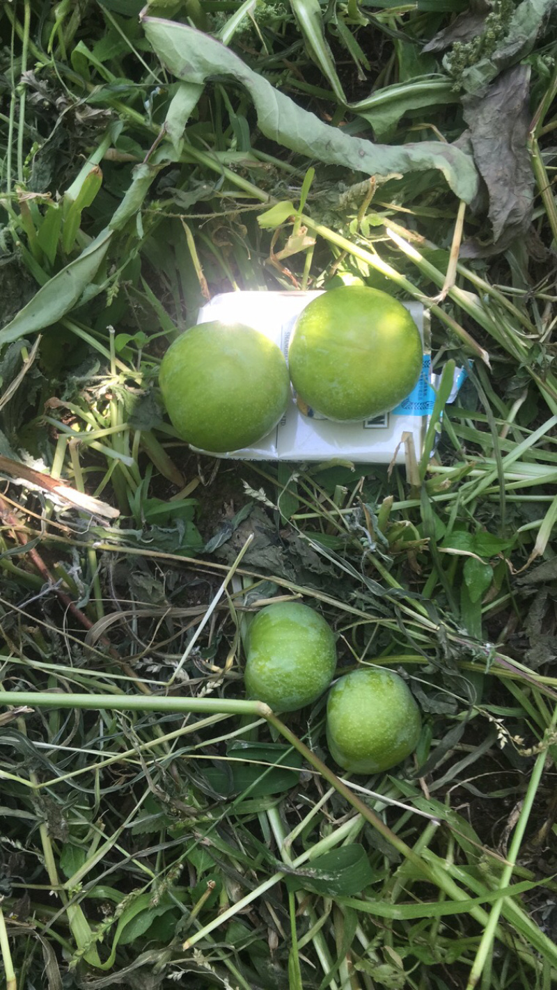 大量地产水果。青红脆李，西梅李。欢迎来电咨询电话1809