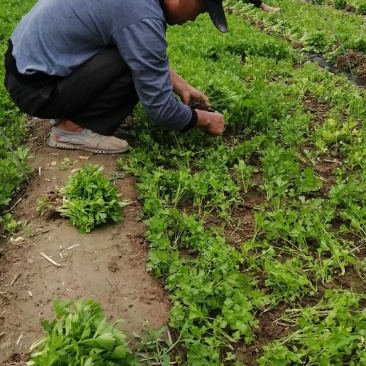 优质法国皇后菏兰西芹菏