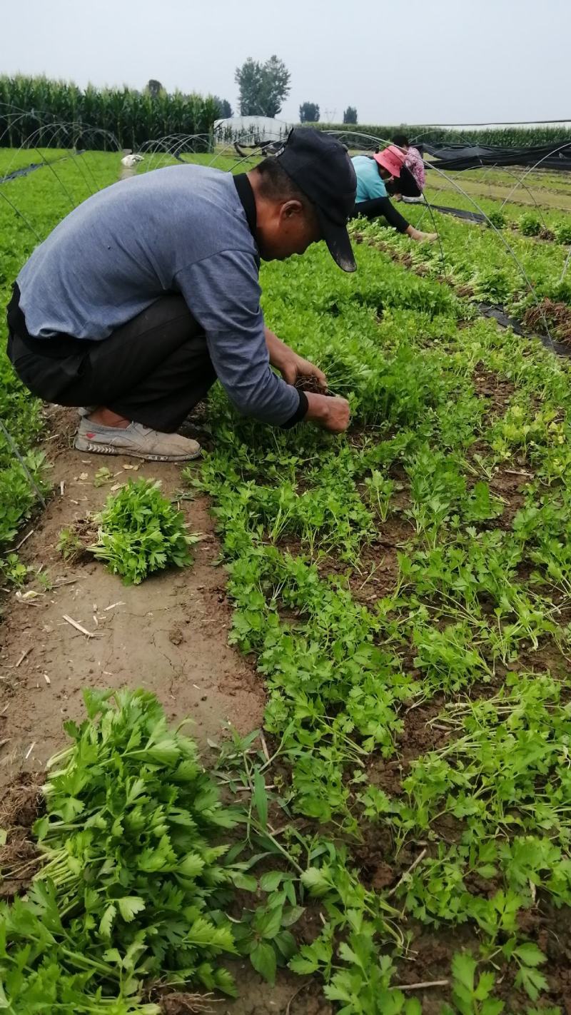 优质法国皇后菏兰西芹菏