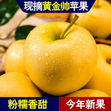 辽宁绥中黄元帅苹果,汁液丰富,甜酸适口,视频看货,量大从优