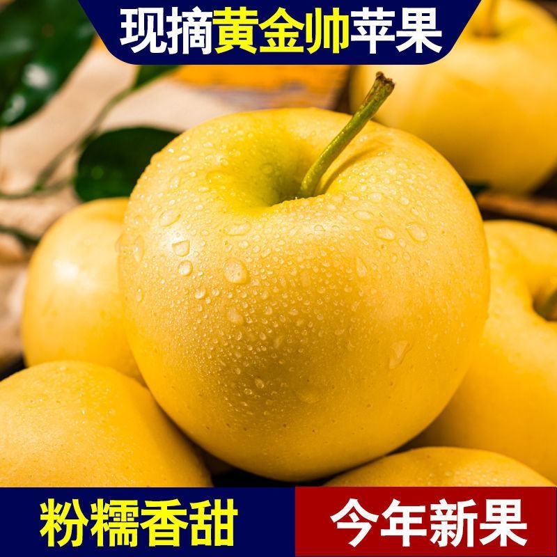 辽宁绥中黄元帅苹果，汁液丰富，甜酸适口，视频看货，量大从优