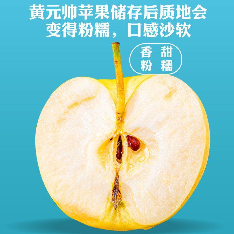 辽宁绥中黄元帅苹果，汁液丰富，甜酸适口，视频看货，量大从优