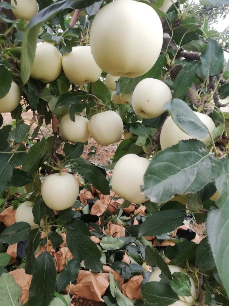 辽宁绥中黄元帅苹果，汁液丰富，甜酸适口，视频看货，量大从优