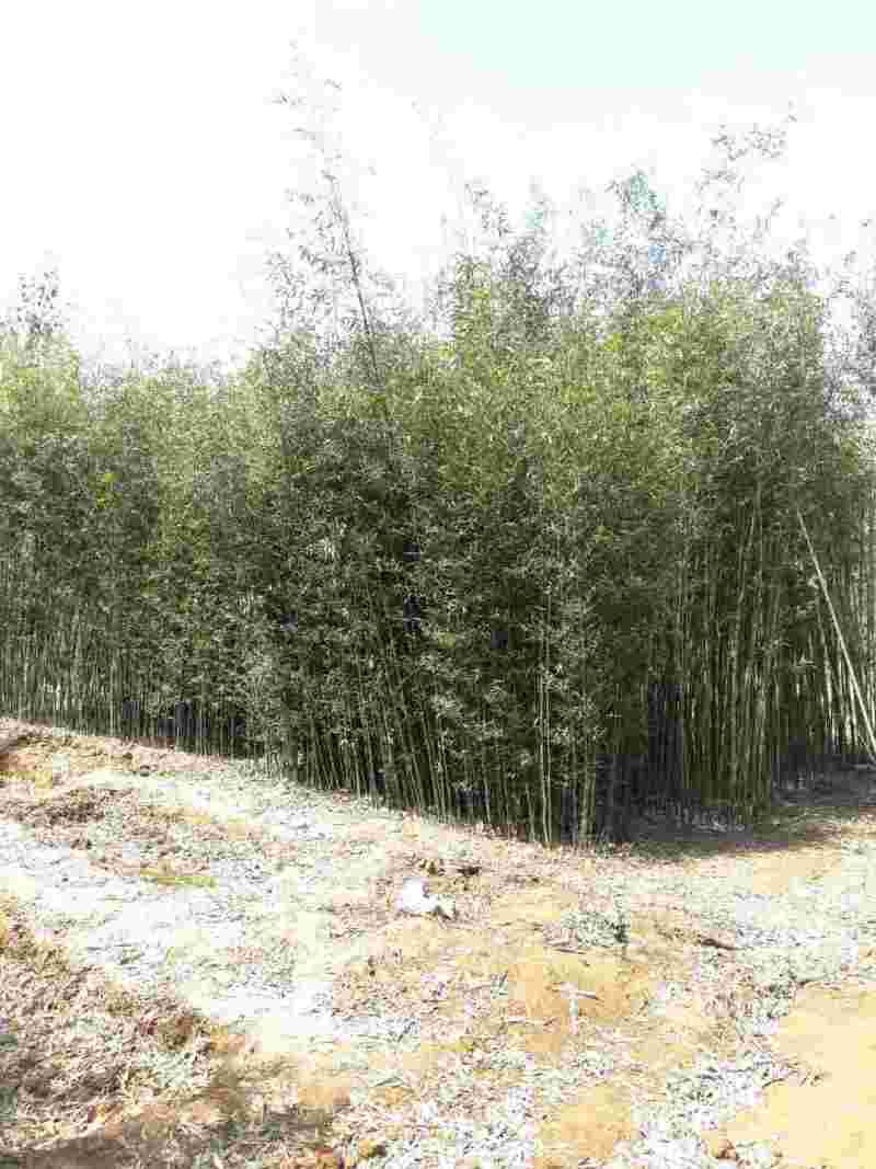 刚竹供应土球苗和无纺布袋苗，产地直销，全国发货